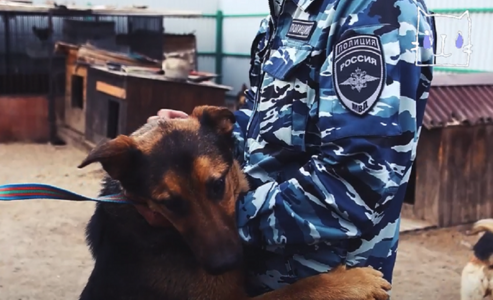 Умирающий пёс, которого спас омский полицейский, выздоровел и ищет дом