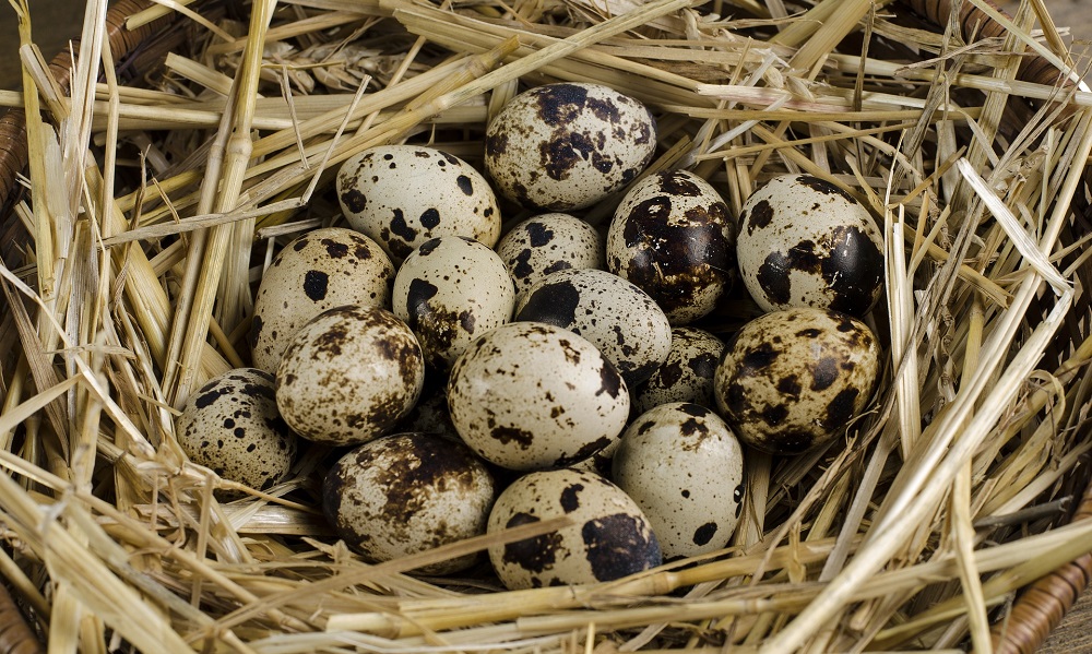 В Омске продают птицефабрику, выращивающую перепелов