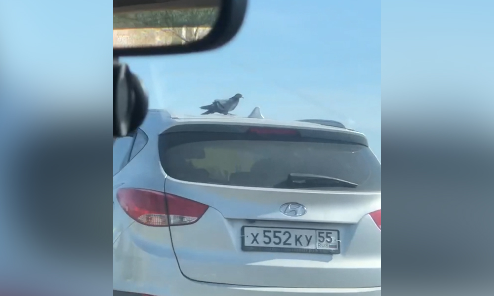 Омичи засняли на видео необычного пассажира