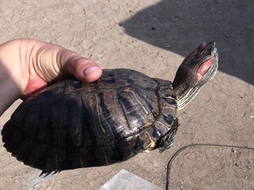Омич ищет хозяев найденной на улице красноухой черепахи