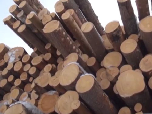 В Омской области ущерб от действий банды чёрных лесорубов составил 16 млн рублей