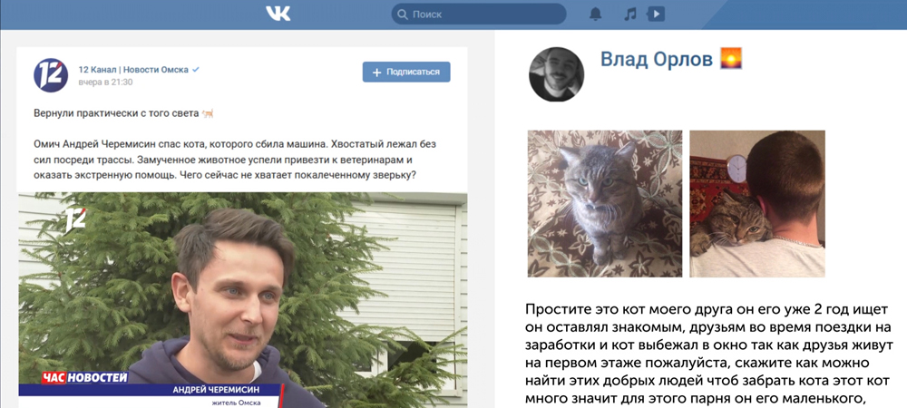 Ставший героем новости кот чуть было не нашёл хозяина