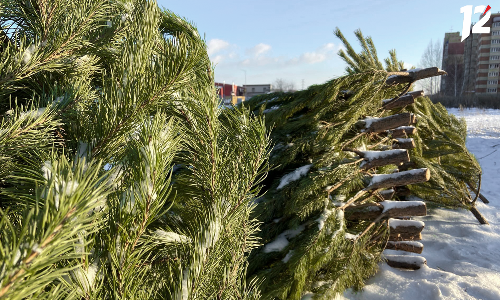 В Омске проводят рейды по ёлочным базарам 