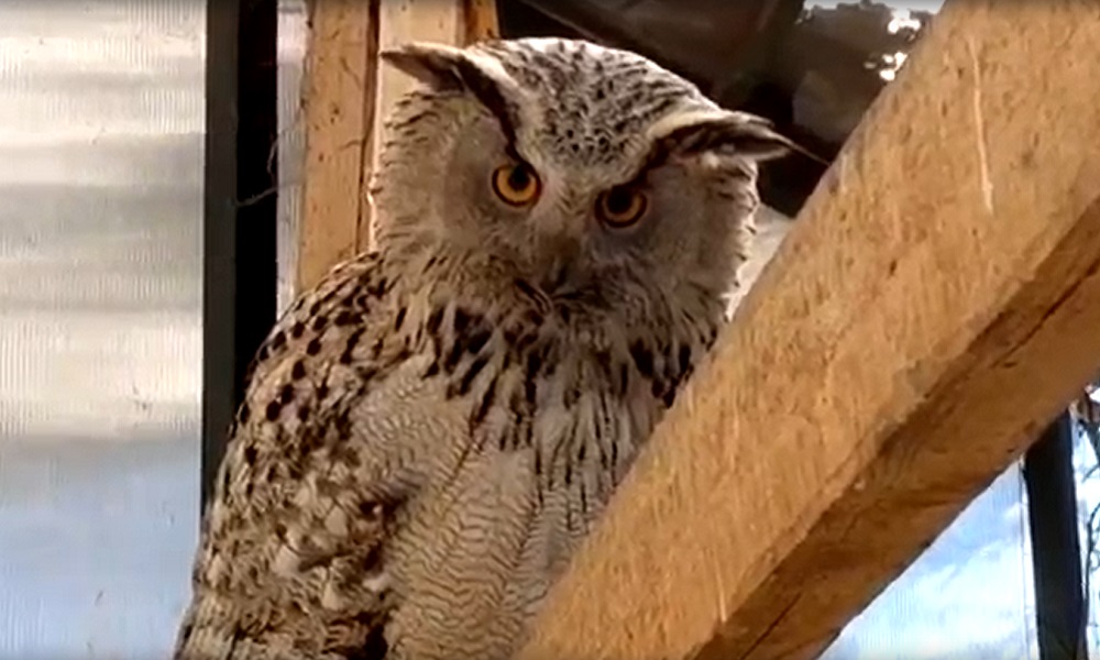 Неясыть в омском зоопарке снесла яйцо 