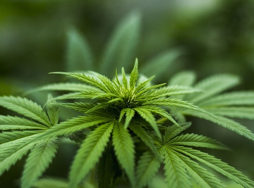 Омича ждёт суд за выращивание конопли в подвале дачи