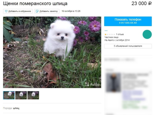 Про покупке щенка в интернете омичка лишилась более 11 тысяч рублей