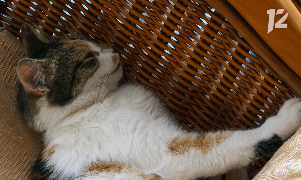 Кошка спасла уральцев от ядовитой змеи