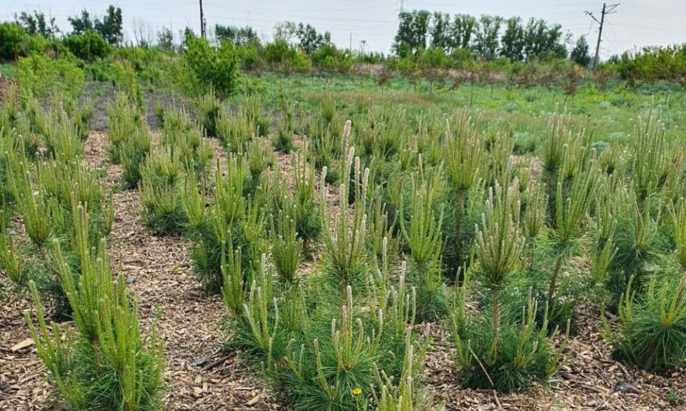 В омском питомнике начали делать площадки для подрощенных саженцев и «школьных» полей