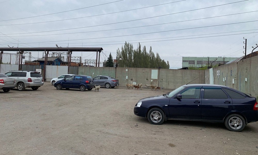 Омичи пожаловались на стаю агрессивных собак вблизи шинного завода