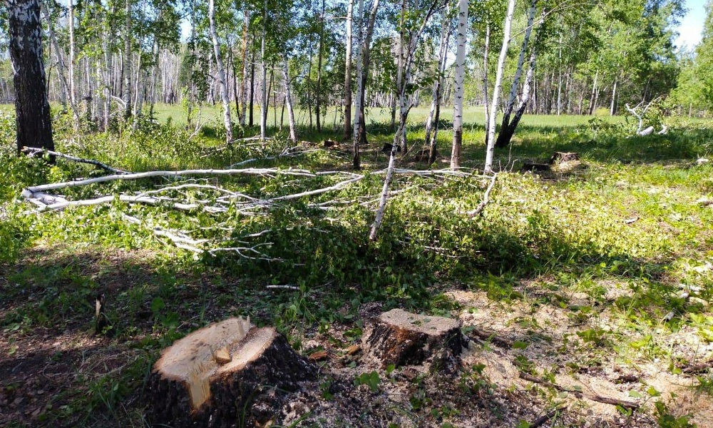 Житель Омской области, незаконно вырубивший лес на 1 млн рублей, получил условный срок