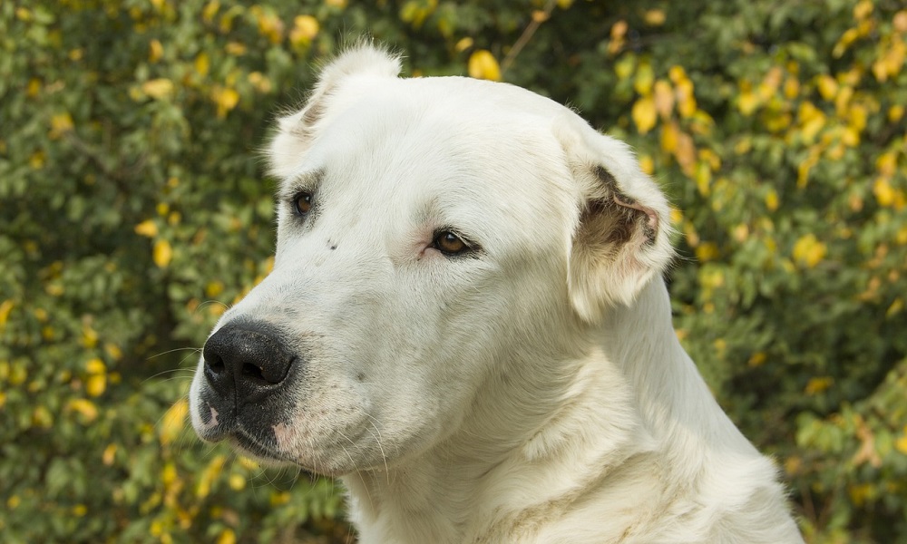 Омичка получит 100 тысяч рублей от владельца агрессивной собаки 