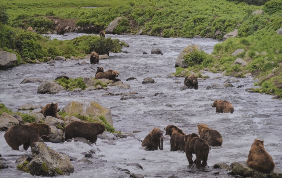 Омичей приглашают полюбоваться "Заповедным миром Камчатки"