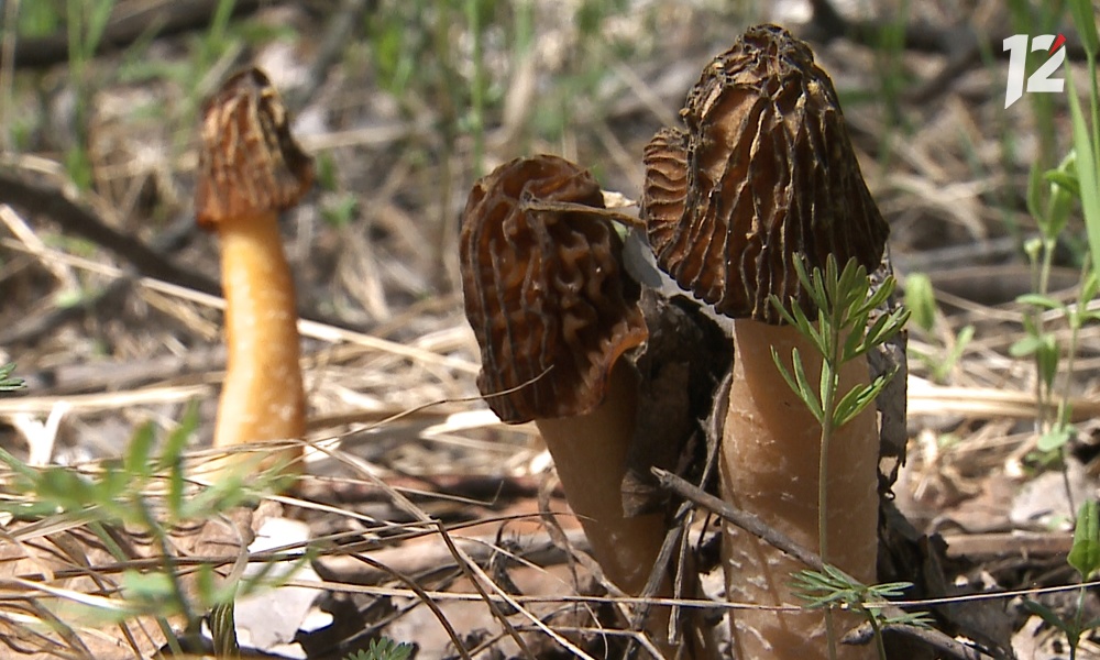 Омичи собирали грибы на майских праздниках