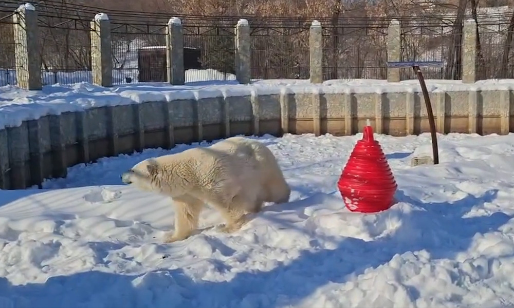 Красавицу Думку из Большереченского зоопарка поздравили с Днём полярного медведя