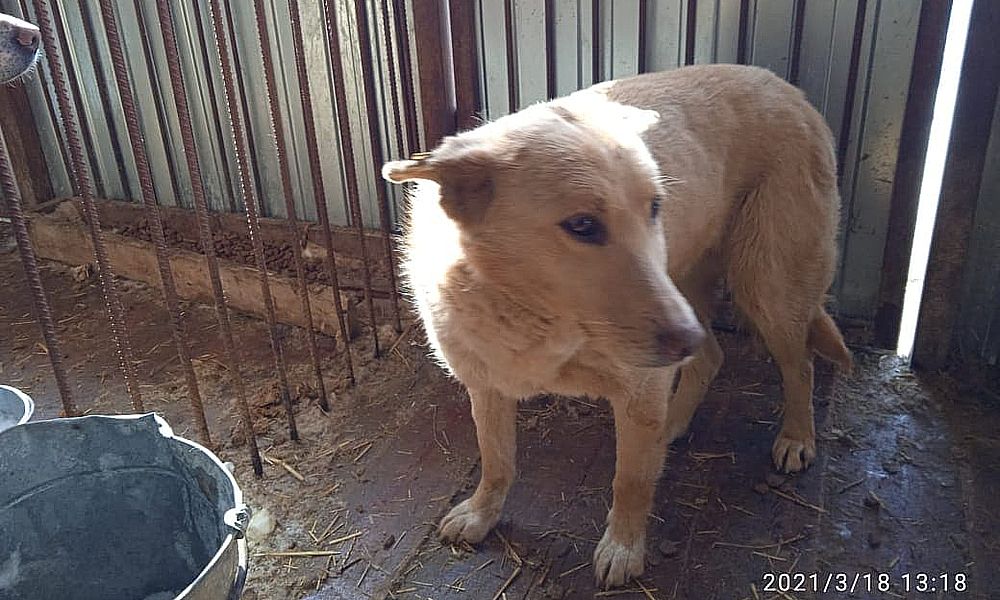  Муниципальный приют для животных успокоил омичей: собаку не убили, а временно усыпили