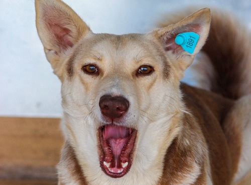 Омичей просят пожертвовать корм для бездомных собак