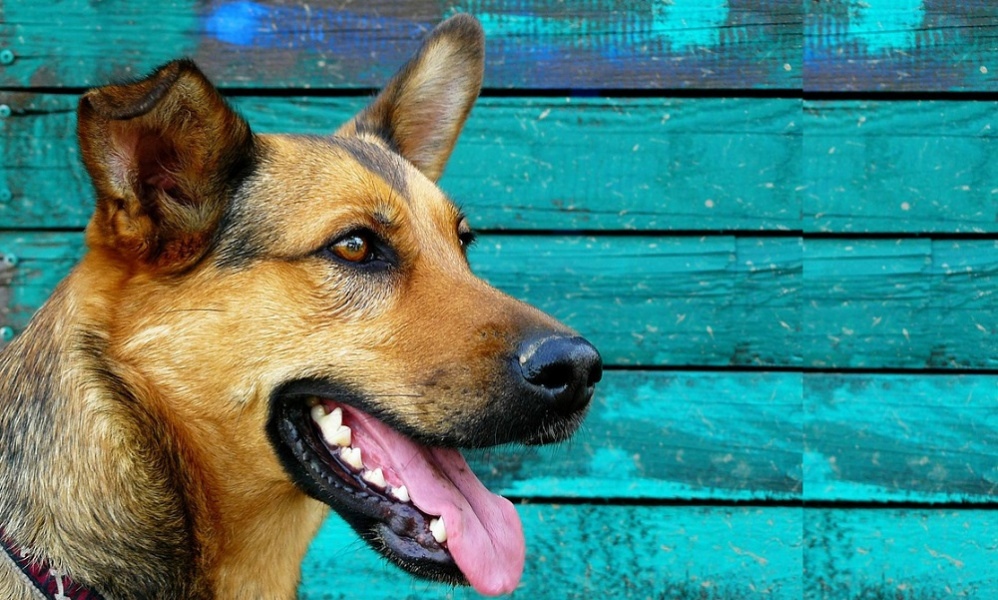 Омичка отсудила больше 20 тысяч у хозяйки напавшей на неё овчарки