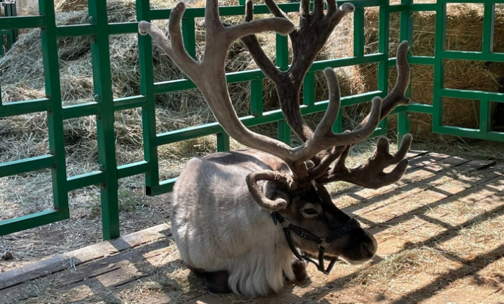«АгроОмск» могут перенести на новую площадку 