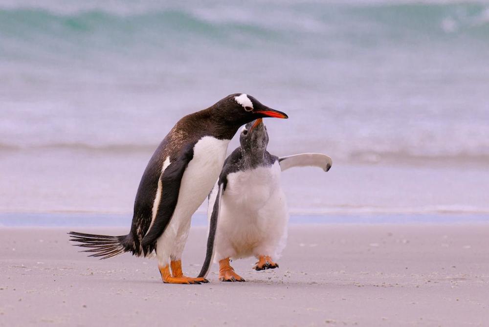 Омичей приглашают на фотовыставку дикой природы Антарктиды