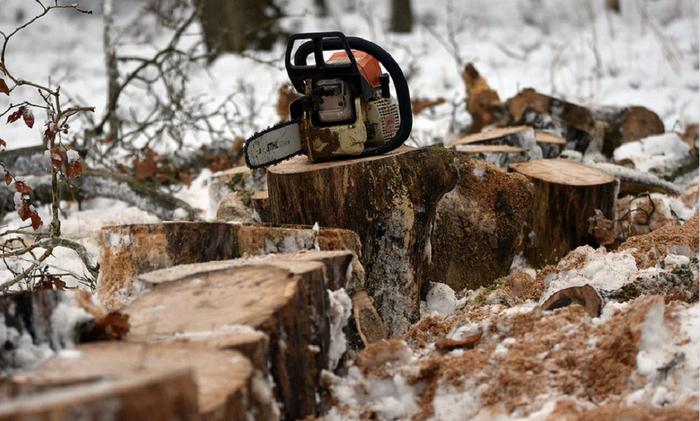 В Омской области возбуждено уголовное дело по факту контрабанды лесопродукции на 40 млн рублей 