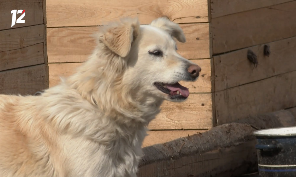 В Омске на женщину набросилась стая собак в Кировском округе