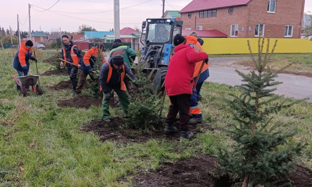 В Омске высадили 230 молодых яблонь на улицах 60 лет Победы и Транссибирской
