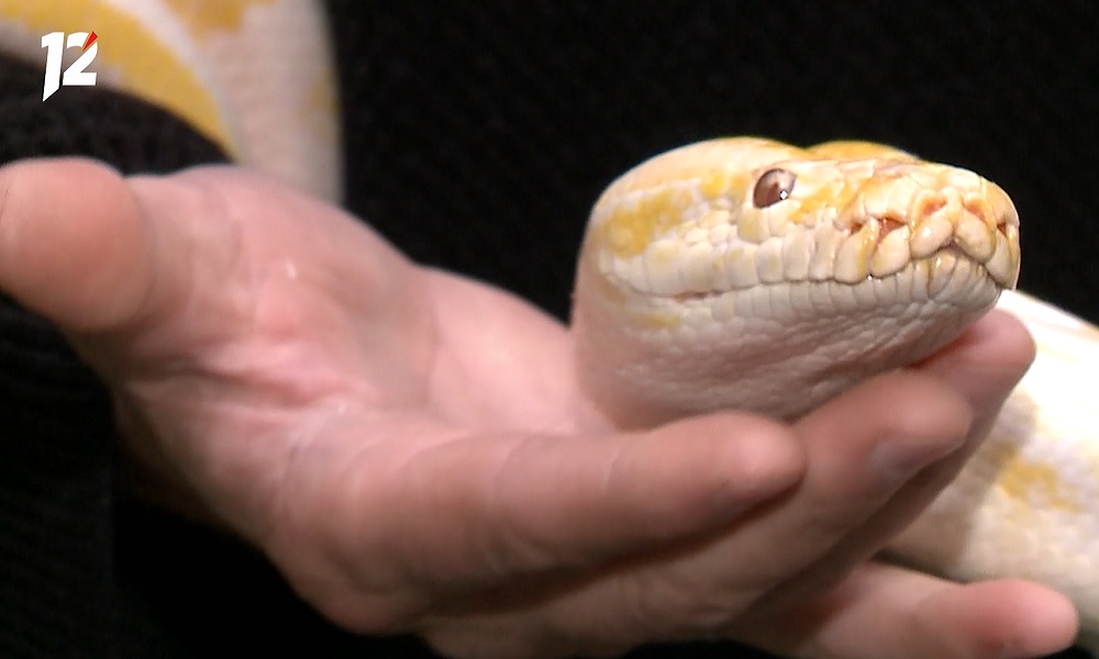 Омичей просят не дарить змей на Новый год