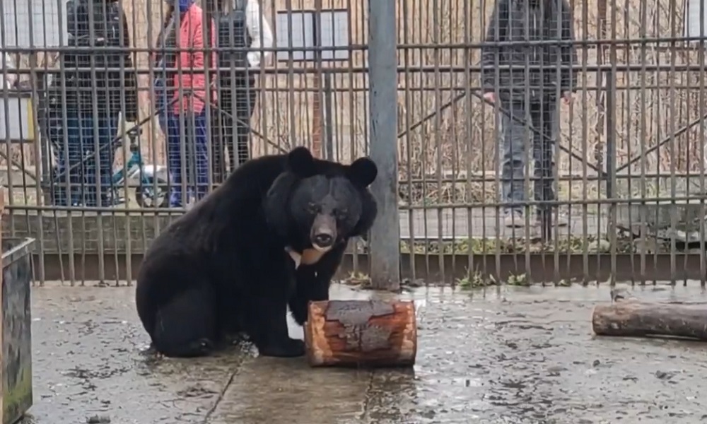 В Большереченском зоопарке пройдёт показательное кормление бурых и гималайских медведей