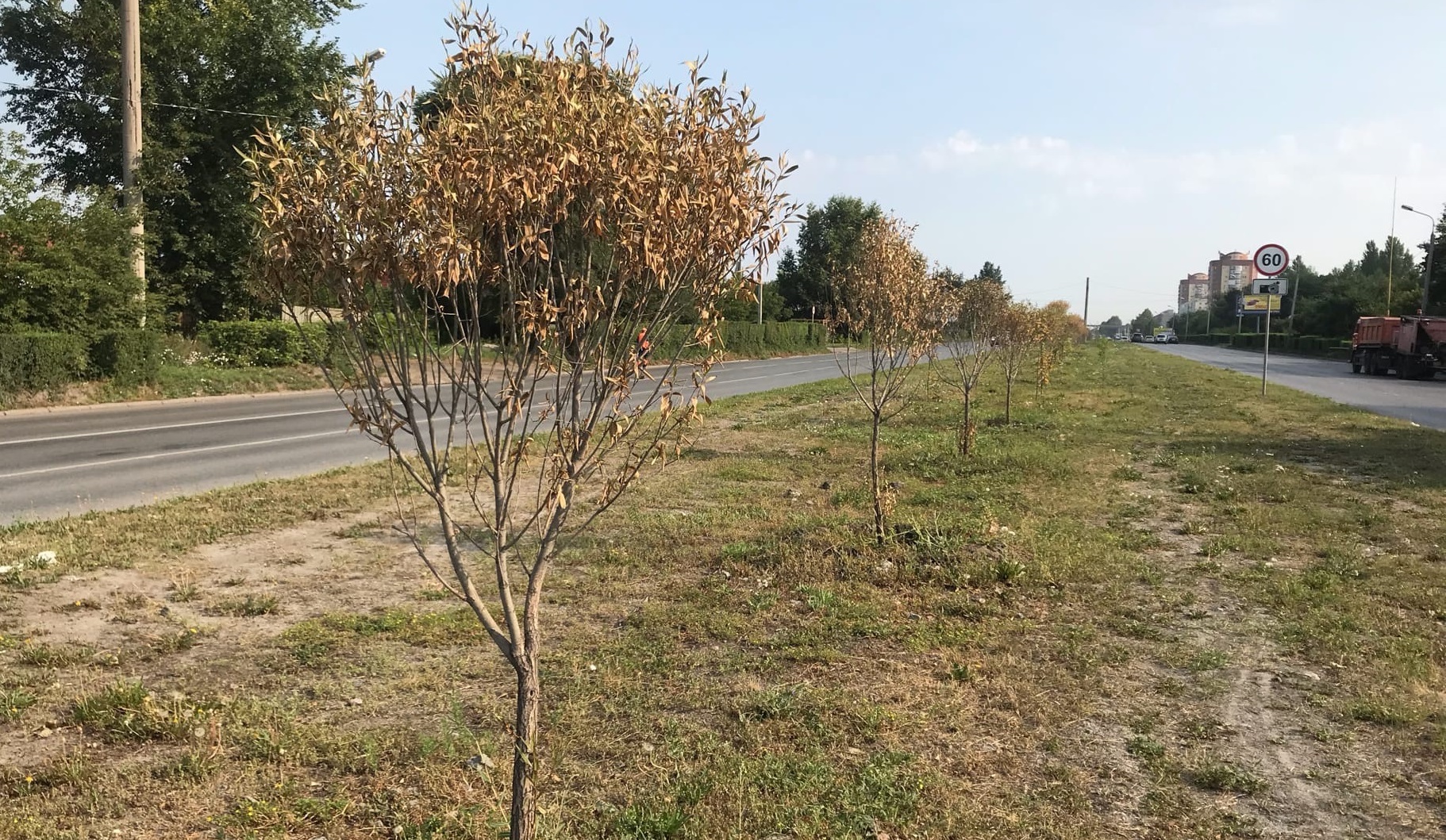 В омской мэрии прокомментировали иссыхание десятка деревьев на Заозёрной