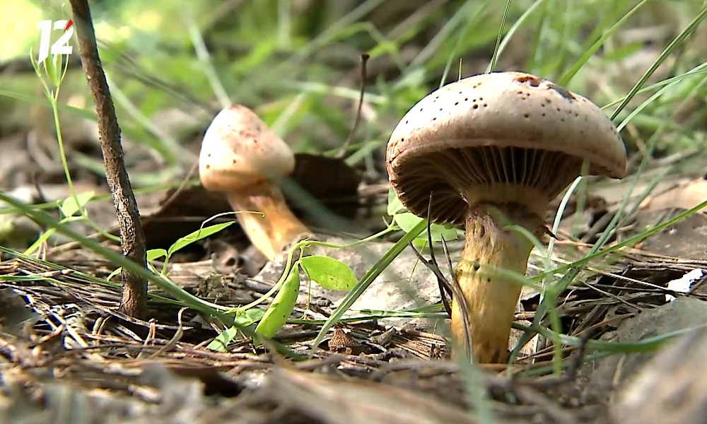 Омичи нашли в лесу необычный гриб