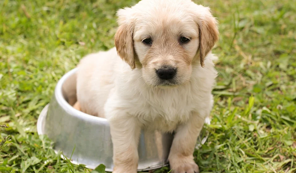 Омичке грозит до трёх лет лишения свободы за мошенничество со щенками