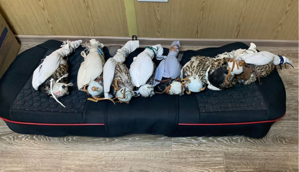 Двое мужчин пытались вывезти из России восемь краснокнижных сапсанов, но их задеражали омские пограничники