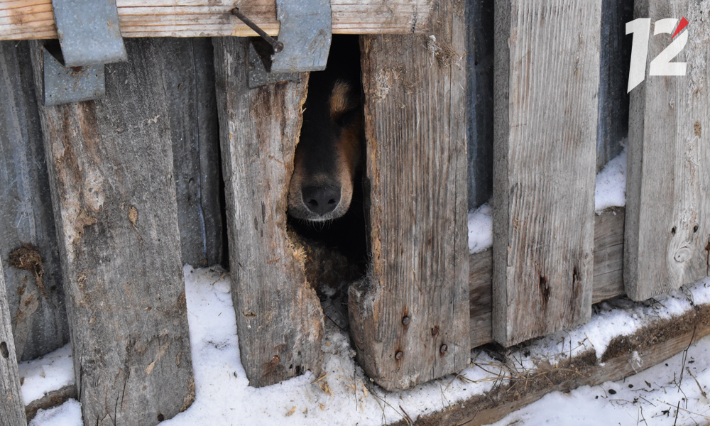 В черлакском приюте для животных «ВЗТ-Сервис» вновь обнаружили несколько нарушений 