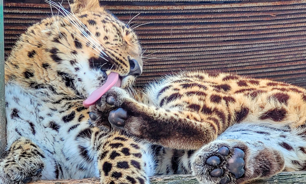 Пятнистый Бриллиант и другие сокровища: Большереченский зоопарк поделился милыми снимками питомцев [ФОТО]