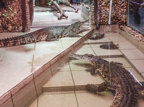 Омичи могут больше узнать о рыбках и покормить настоящих крокодилов