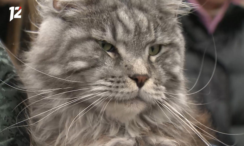 В Омской области 11 питомцев отдохнули вместе с хозяевами за границей 