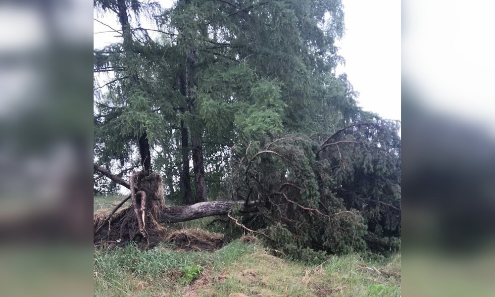 Омичи сообщили об урагане на севере области 