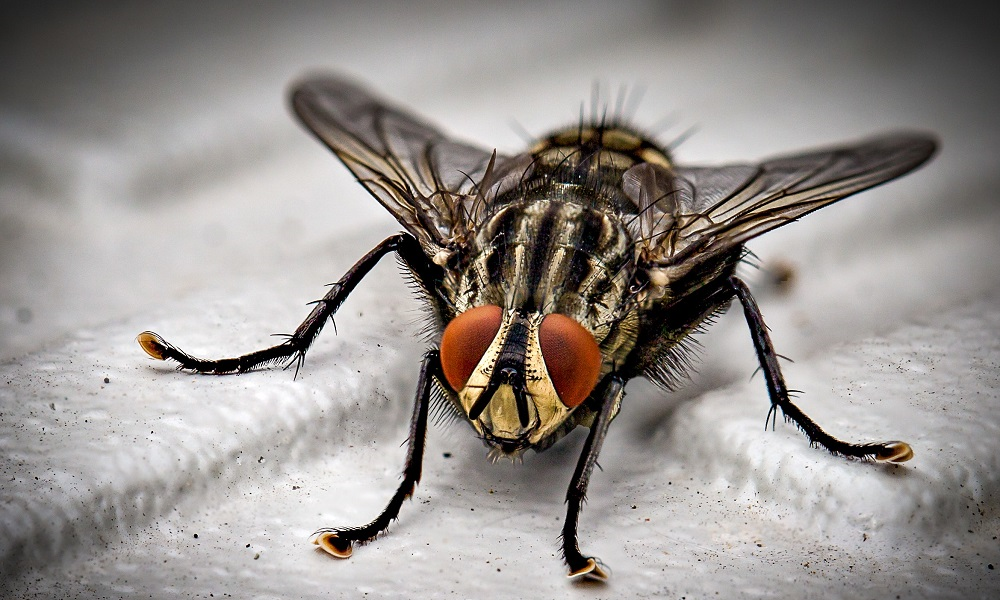 Ферма по разведению мух заработает в Омске уже в конце апреля