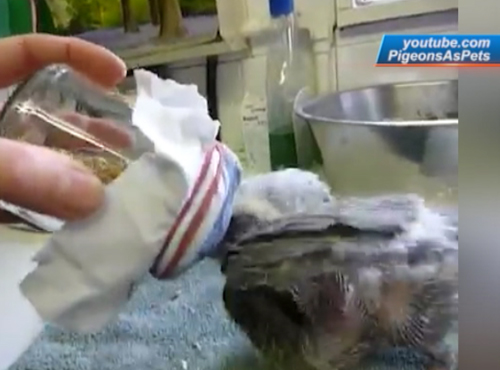 Омичи ищут хозяев для голубят