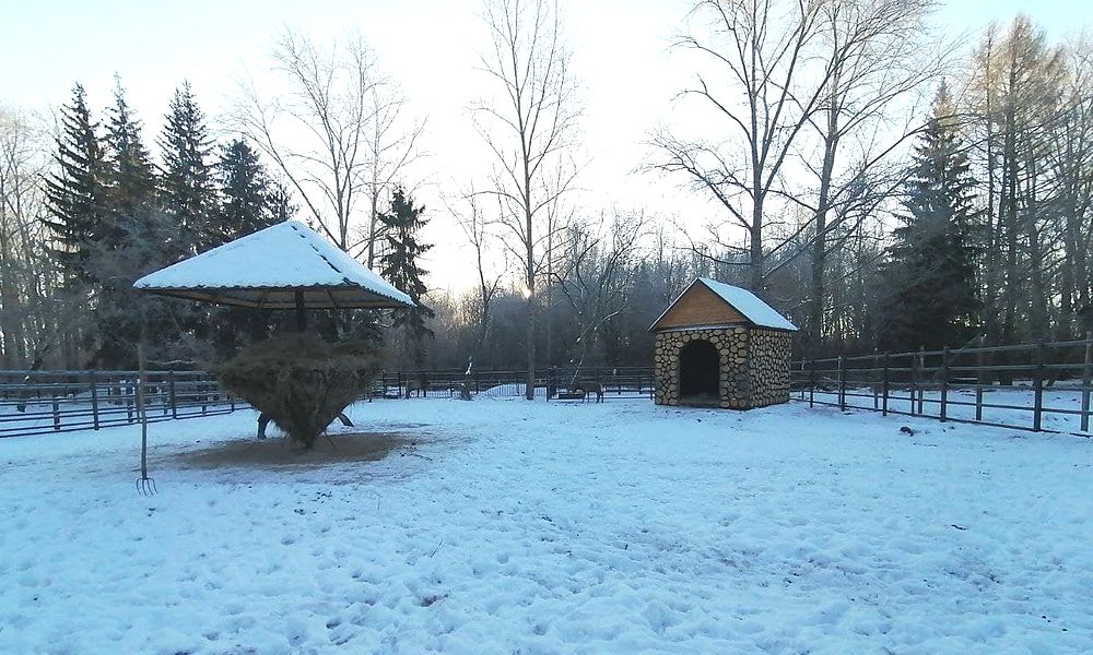 В Большереченском зоопарке семейство благородных европейских оленей отпраздновало новоселье