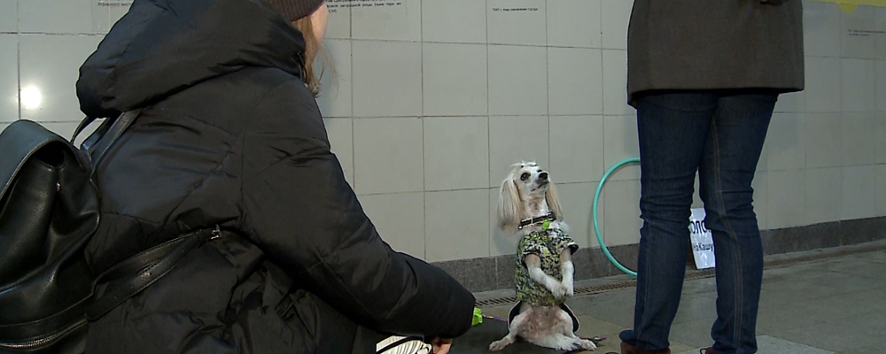 В Омске домашний питомец зарабатывает на еду для своих бездомных сородичей