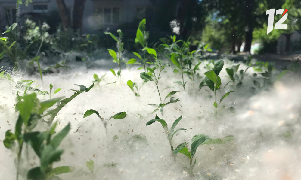 Омичей просят не поджигать тополиный пух