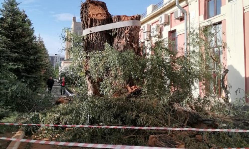 В Омске на месте 100-летней ивы установят памятный знак и высадят аллею из её отростков 
