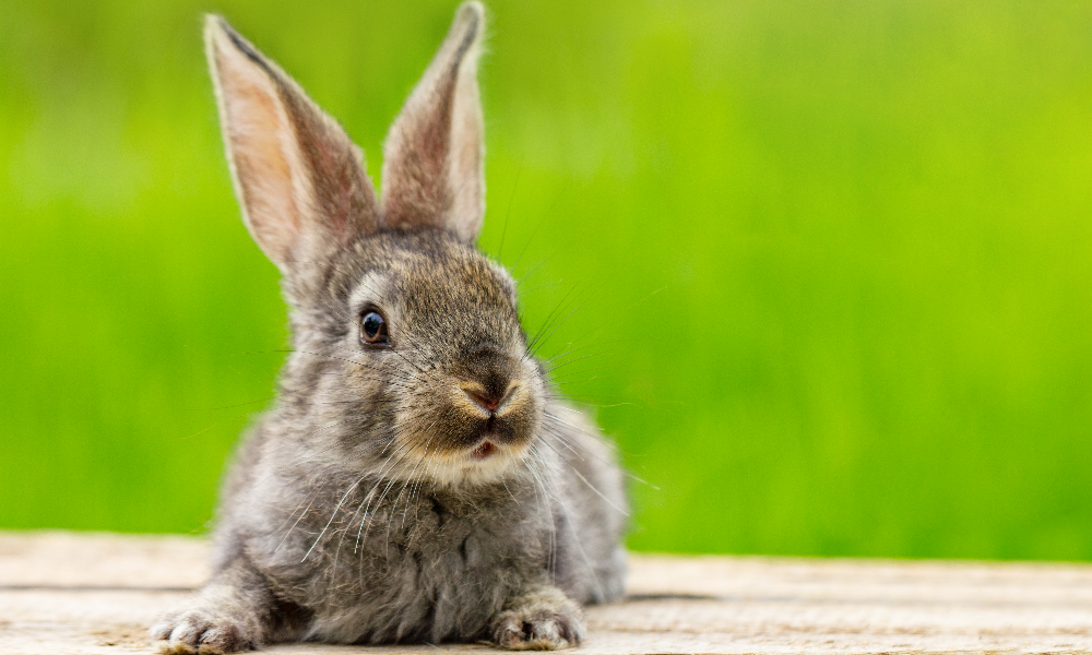 Житель Омской области получил больше 2 млн рублей на фиктивный бизнес по разведению кроликов