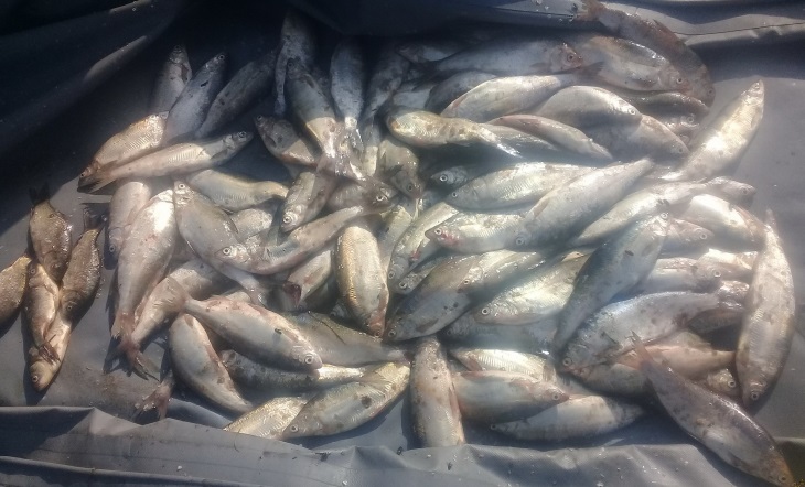 В Омской области задержали пожилого рыбака-браконьера