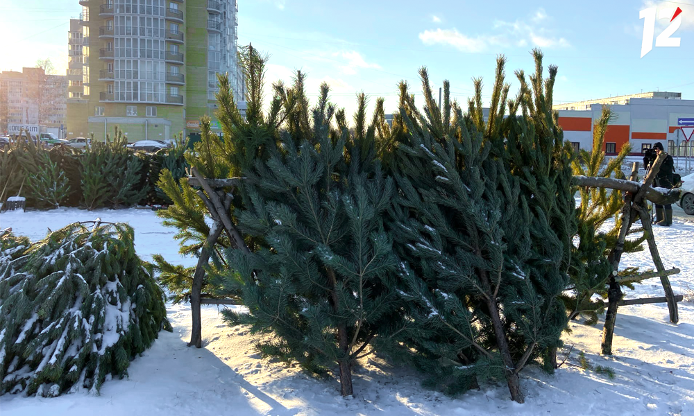 В Омске определили места ёлочных базаров в Октябрьском округе 