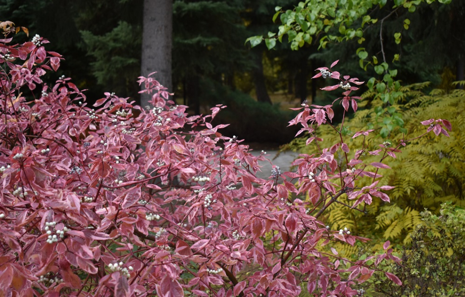 В Омской области утвердили размер платы за посещение дендропарков 