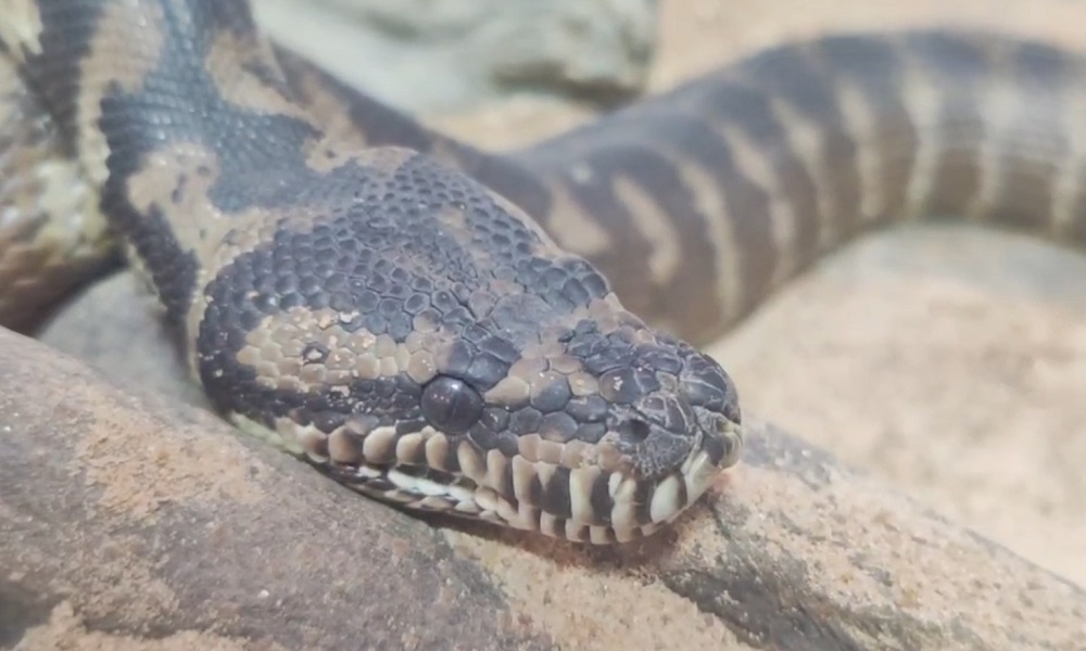 В Большереченском зоопарке показали символ 2025 года — змей