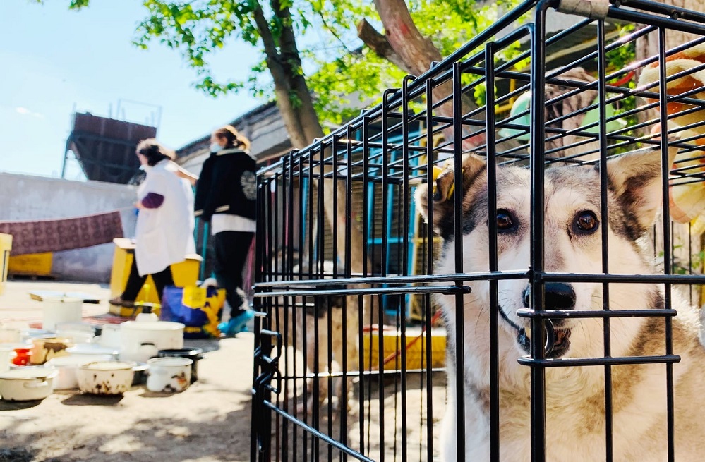Подопечным приюта "Омские хвостики" катастрофически нужна помощь