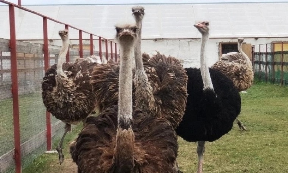 Страусиная ферма в Омской области открывает сезон с 1 мая